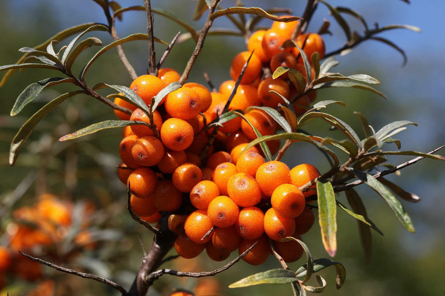 Sanddorn (Hippophae rhamnoides) Samen