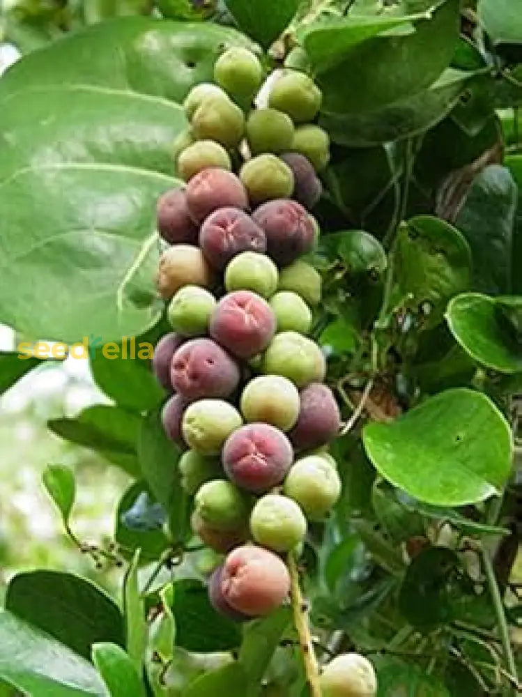 Seagrape Seeds for Easy Planting Grow Your Own Seagrape Fruit