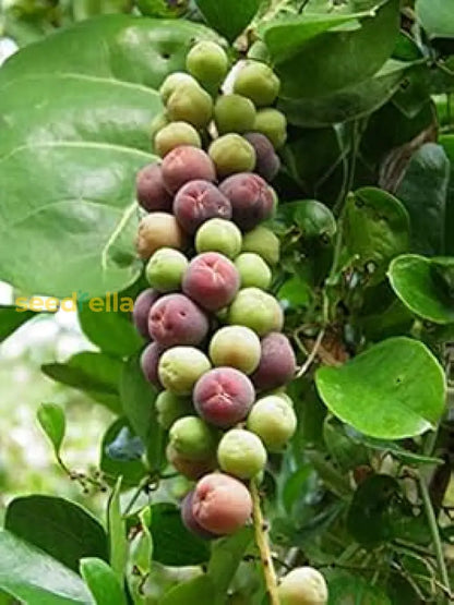 Seagrape Seeds for Easy Planting Grow Your Own Seagrape Fruit