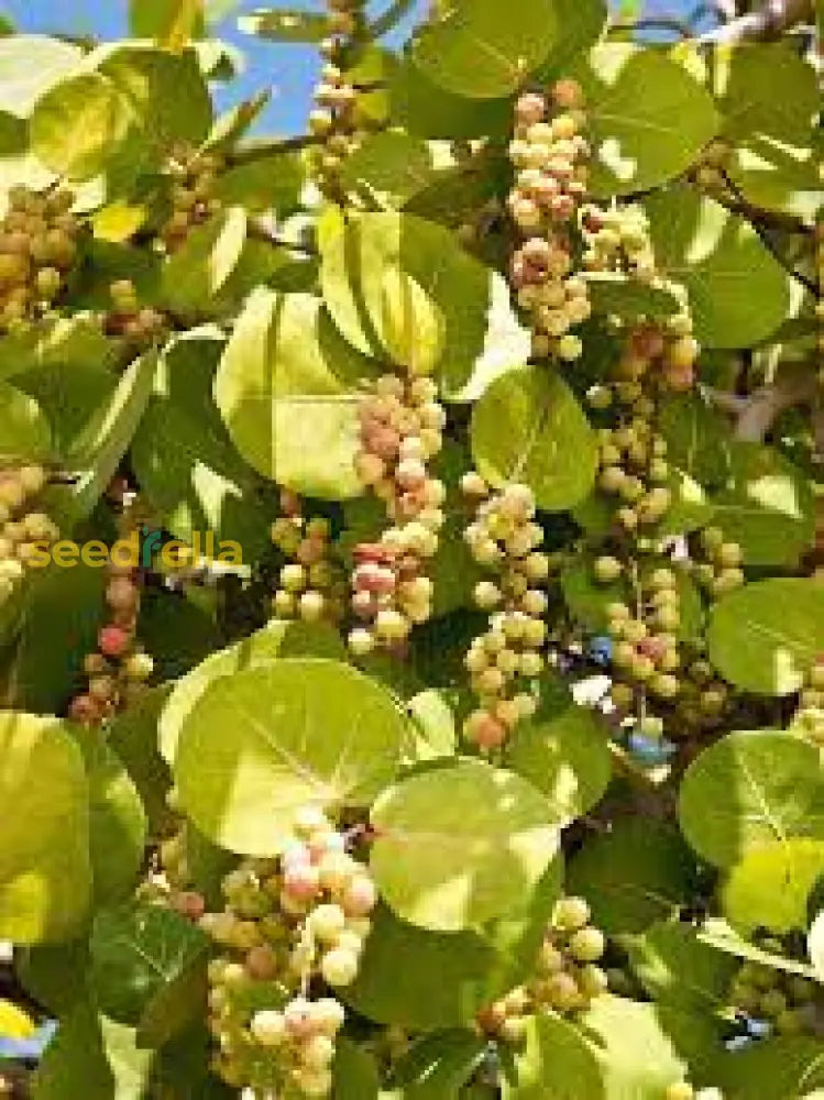 Seagrape Seeds for Easy Planting Grow Your Own Seagrape Fruit