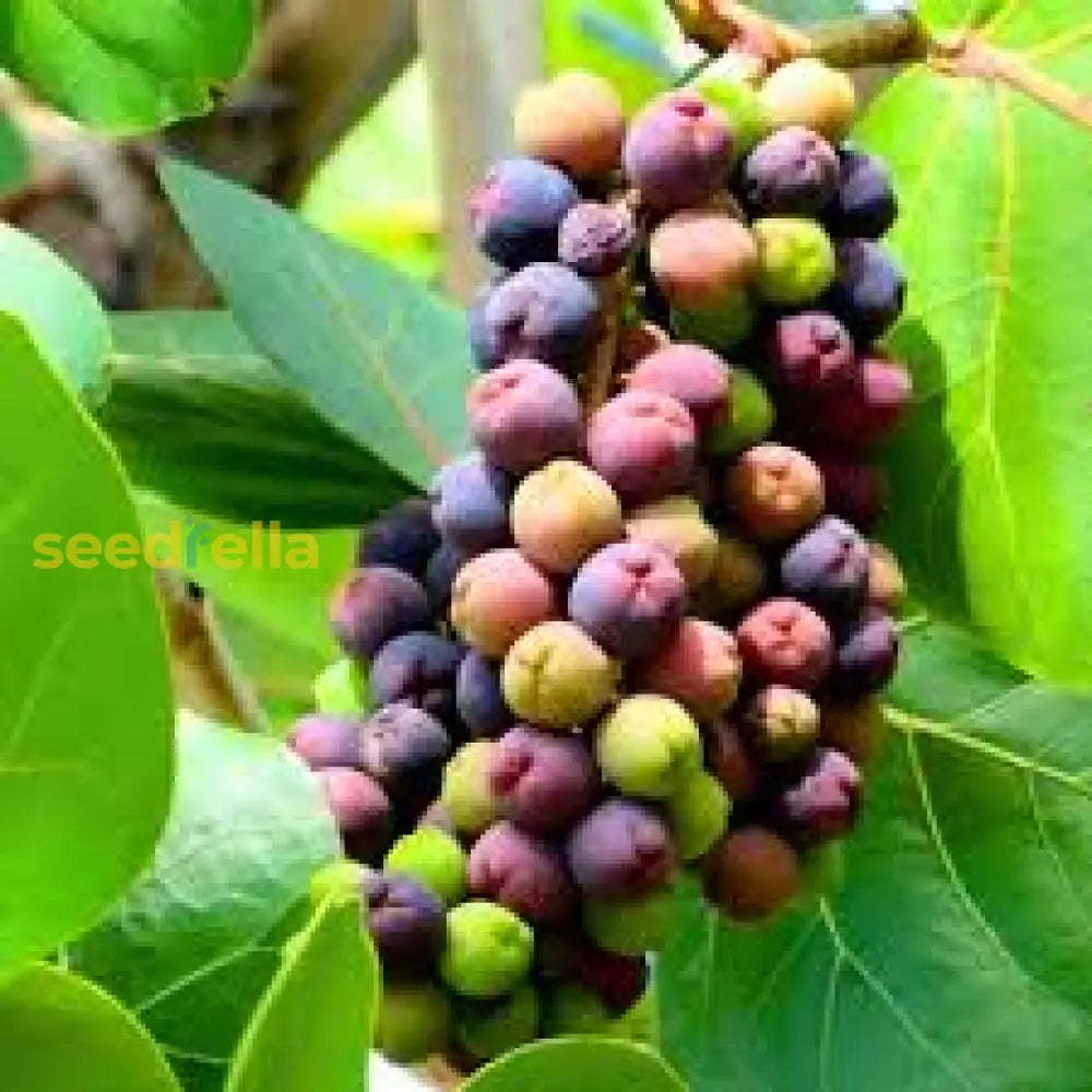 Seagrape Seeds For Easy Planting Grow Your Own Seagrape Fruit heirloom non-gmo organic garden seeds