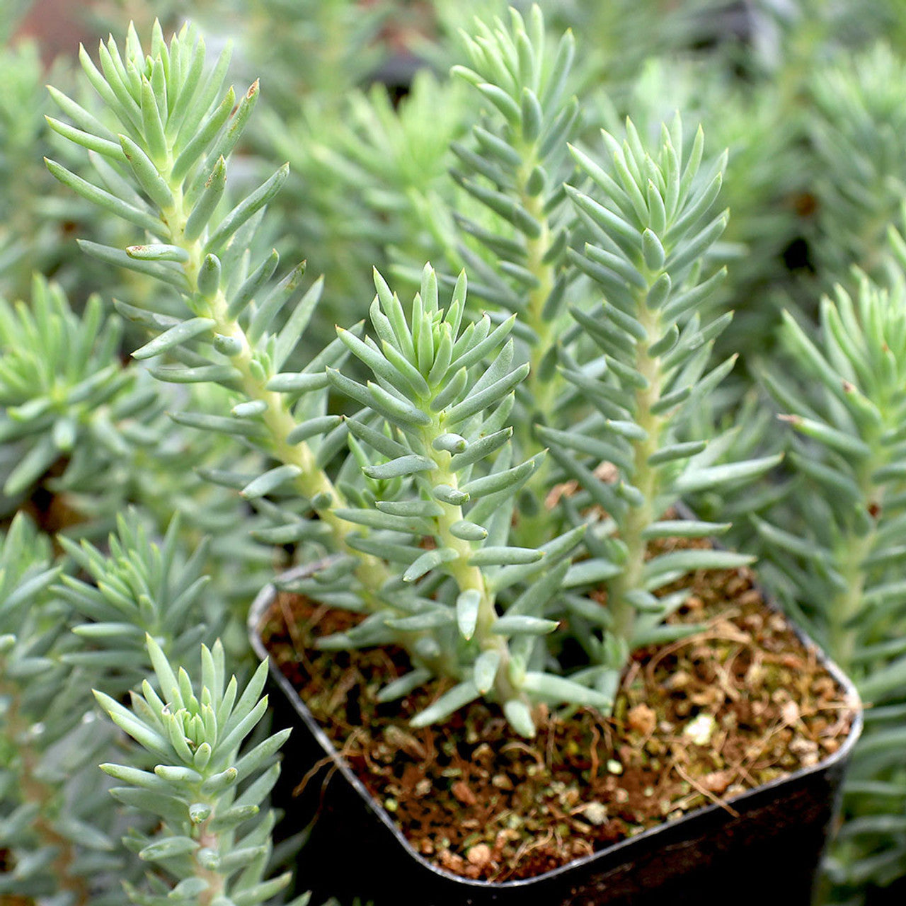 Sedum Rupestre Herb Seeds