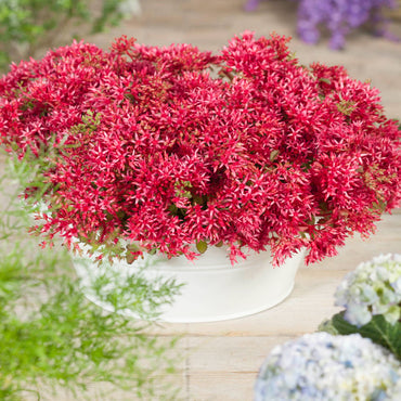 Emperor's Wave Sedum Flower Seeds