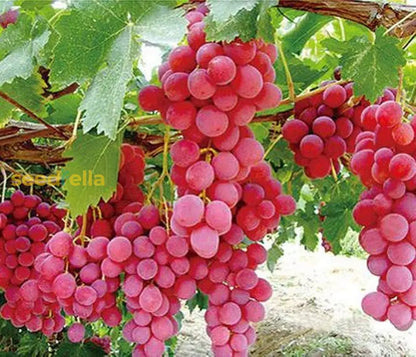 Grow Seedless Grapes: Quality Seeds For Planting heirloom non-gmo organic garden seeds