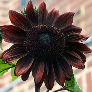 Chocolate Sunflower Seeds