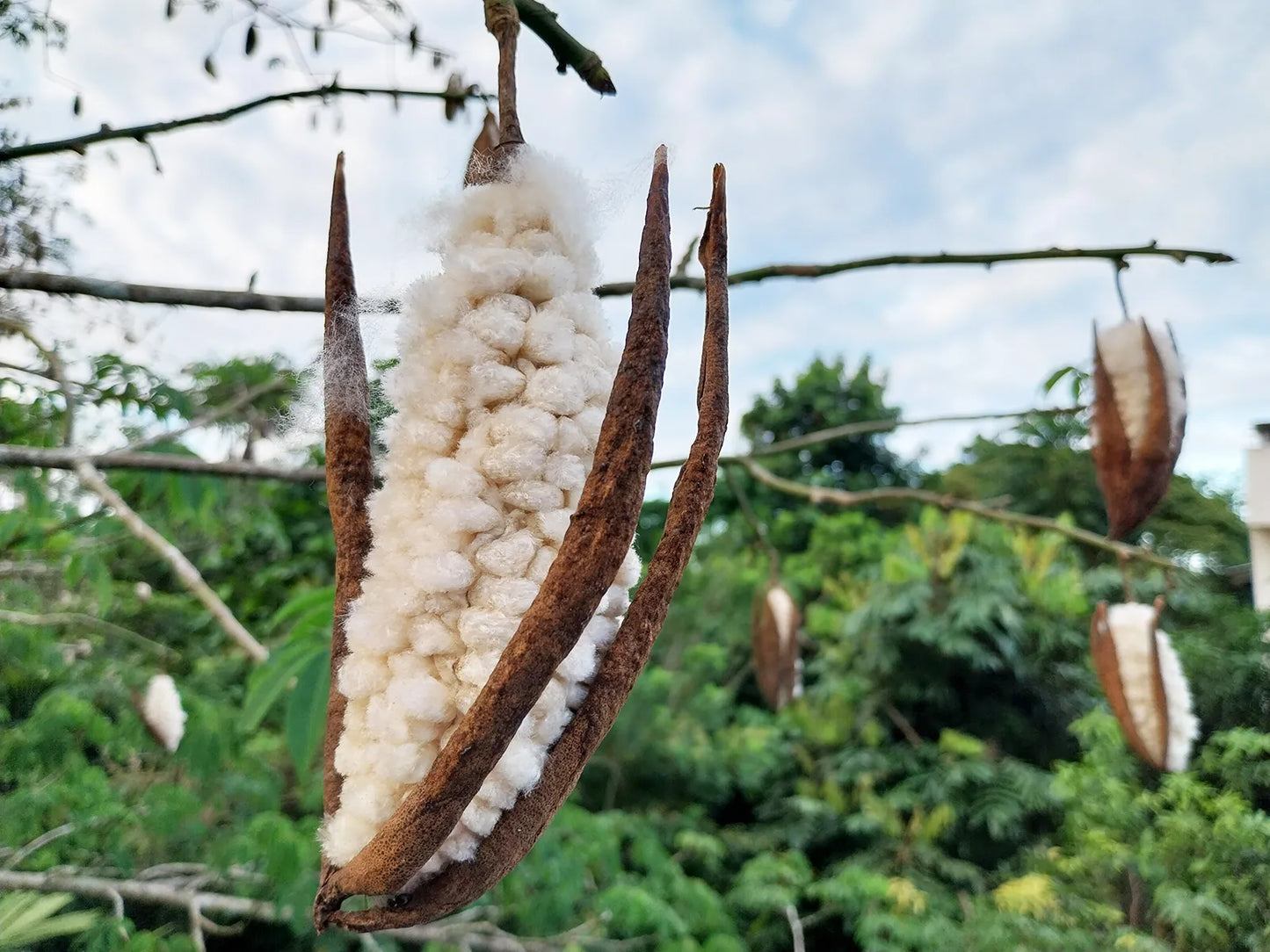 Kapok Tree (Ceiba pentandra) Seeds for Planting – Heirloom, Non-GMO, Tropical Tree