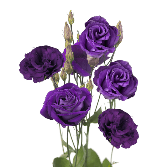 Purple (Purple Echo) seeds for planting in home garden