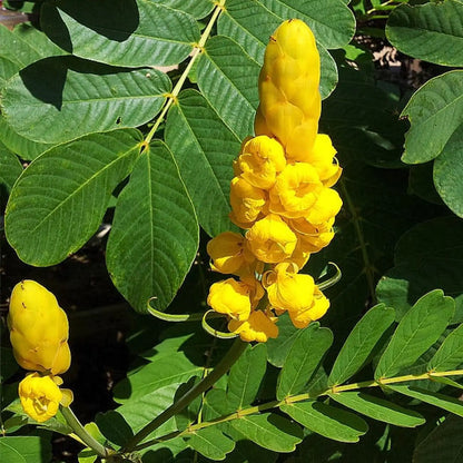Senna Alata Flower Seeds