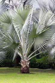 Silver Saw Palmetto (Serenoa Repens) American Dwarf Palm Tree Shrub – Edible Fruit Seeds