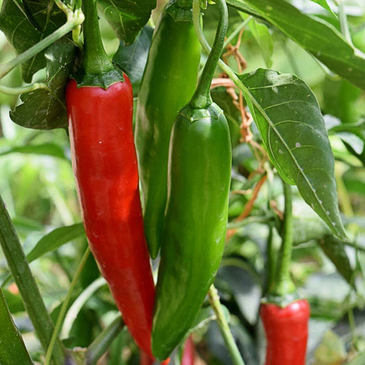 Serrano Pepper Vegetable Seeds