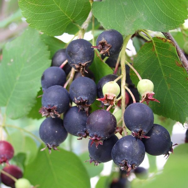 Saskatoon Serviceberry (Amelanchier alnifolia) Juneberry Shadbush Edible Purple Berry Shrub Seeds