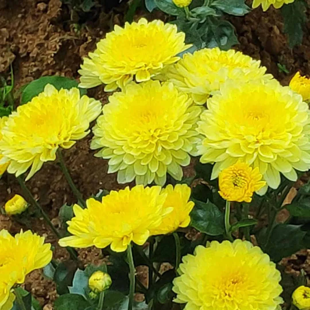 Yellow Chrysanthemum Flower Seeds