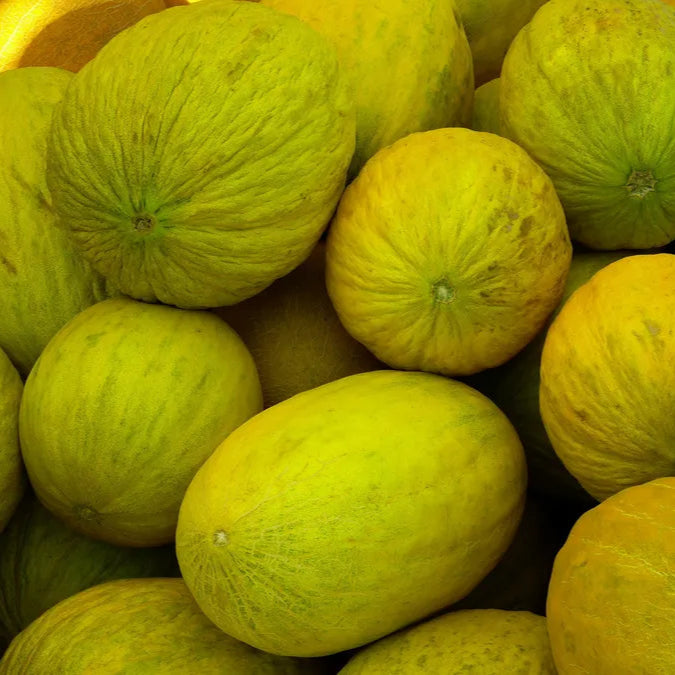 Casaba Melon Fruit Seeds