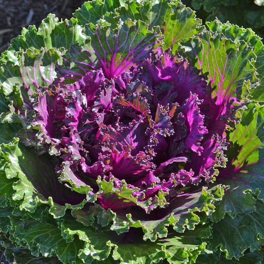 Red Kale Flower Seeds
