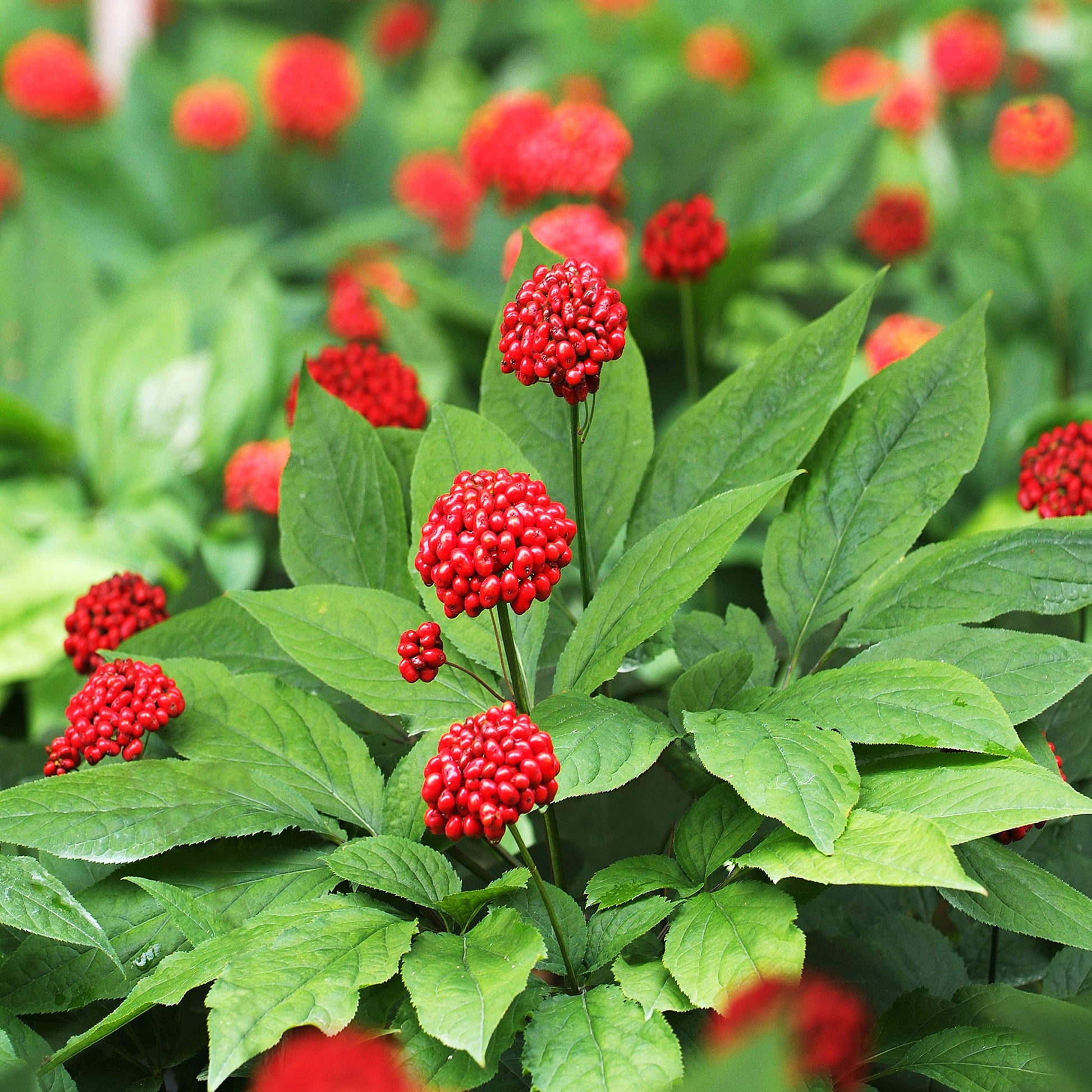 korean garden seeds Asian Korean Ginseng Panax Ginseng Shade Chinese Herb Seeds Organic Garden Seeds – Pure Asia Seeds