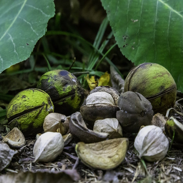 Shagbark Hickory Carya Ovata Seeds heirloom non-gmo organic garden seeds