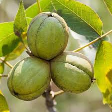 Schalenhickory (Carya ovata) Samen