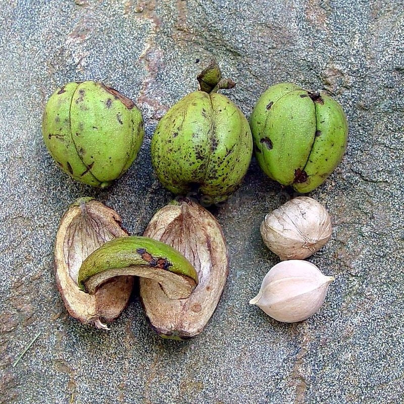 Schalenhickory (Carya ovata) Samen