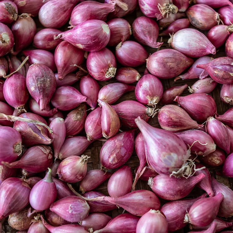 Shallot Vegetable Seeds