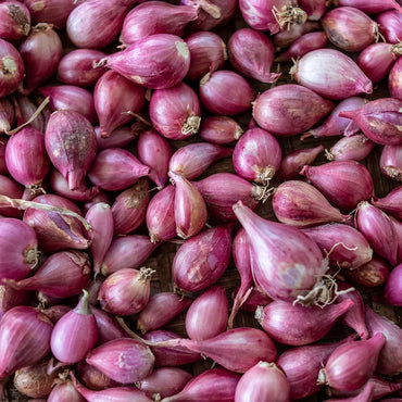 Shallot Vegetable Seeds