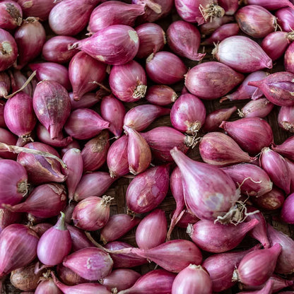 Shallot Vegetable Seeds