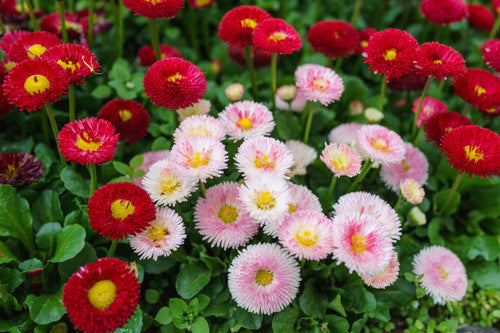 Red and white Shasta Daisies in garden border