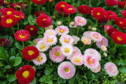 Red and white Shasta Daisies in garden border