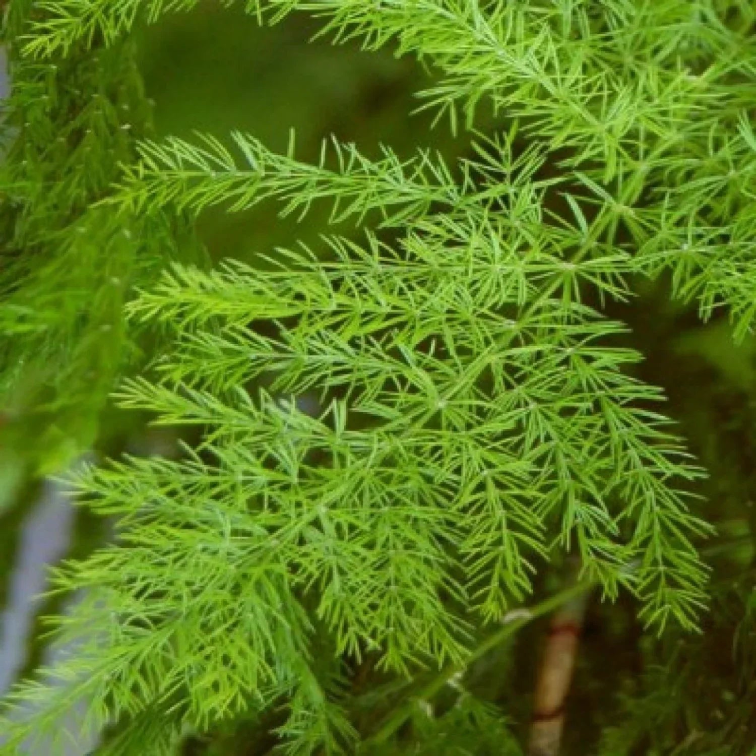 Green Shatavari Plant Seeds For Easy Herbal Planting heirloom non-gmo organic garden seeds