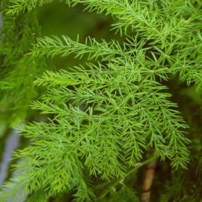Green Shatavari Plant Seeds For Easy Herbal Planting heirloom non-gmo organic garden seeds