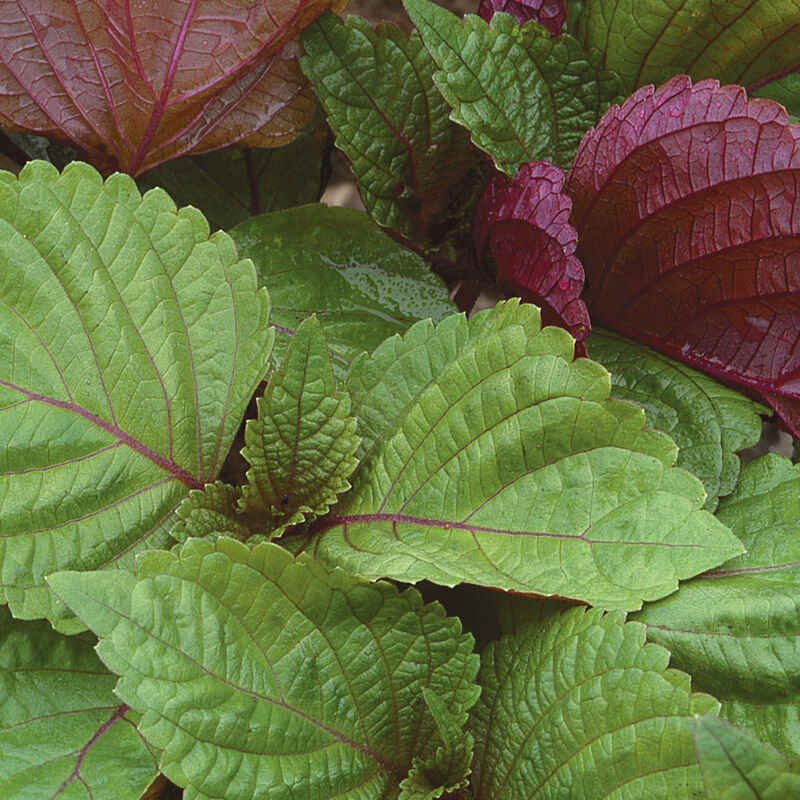 Shiso Seeds - Britton (Perilla frutescens)