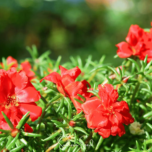Red Portulaca Grandiflora Flower Seeds
