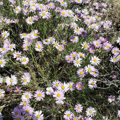 Showy Fleabane Daisy Herb Seeds