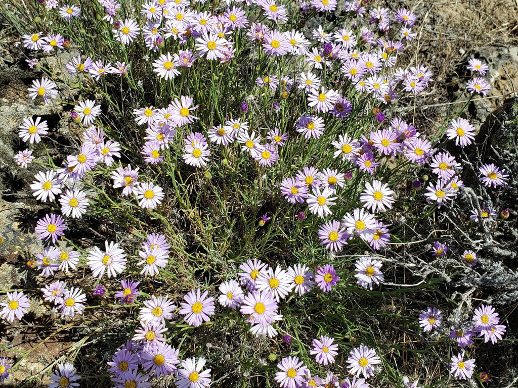 Showy Fleabane Daisy Herb Seeds