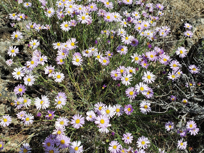 Showy Fleabane Daisy Herb Seeds