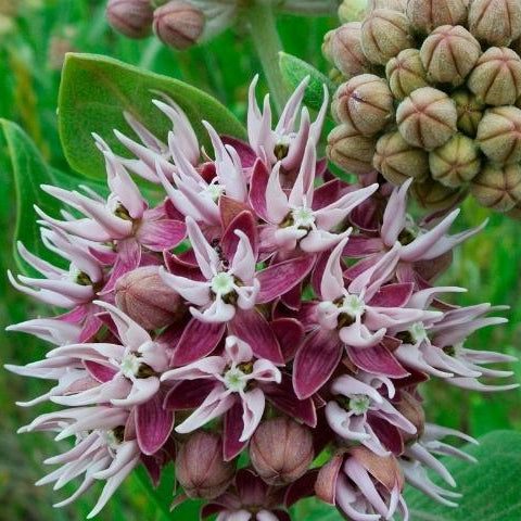 Showy Milkweed Flower Seeds