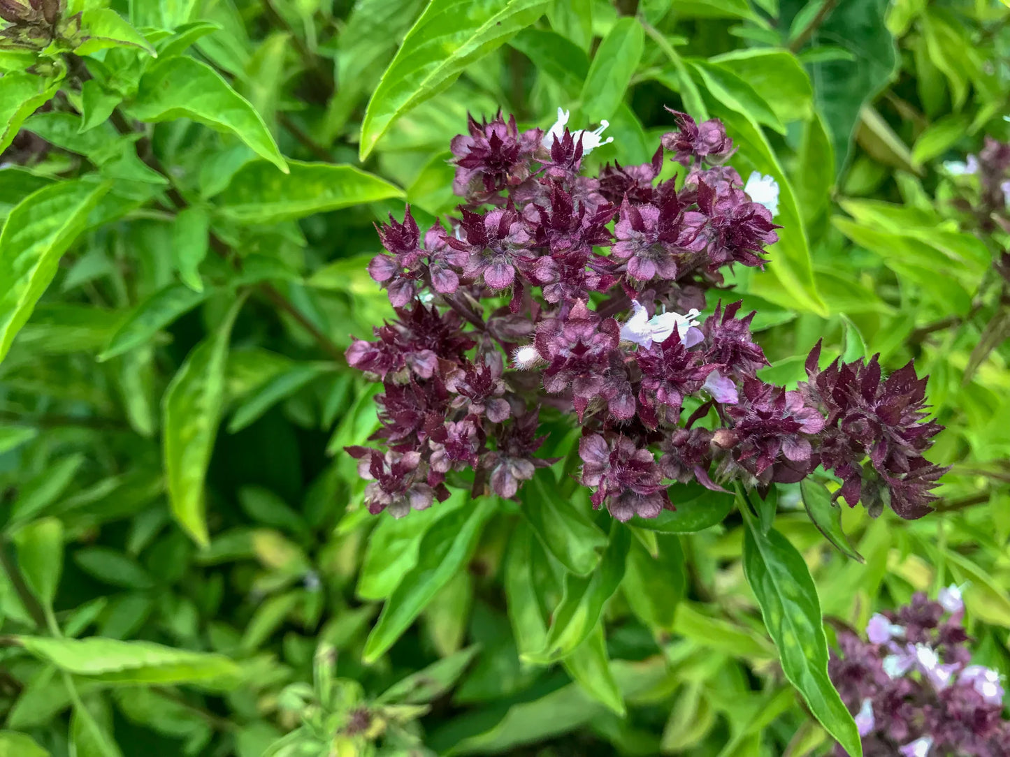 Semi di erbe Ocimum Basilicum 'Siam Queen'