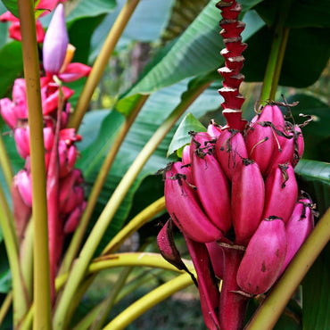 Musa Velutina Fruchtsamen