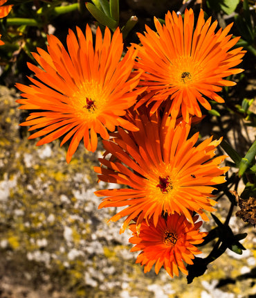 Orange Ice Plant Flower seeds for Planting - Compact Growth, Heirloom & GMO Free Seeds for Home Garden