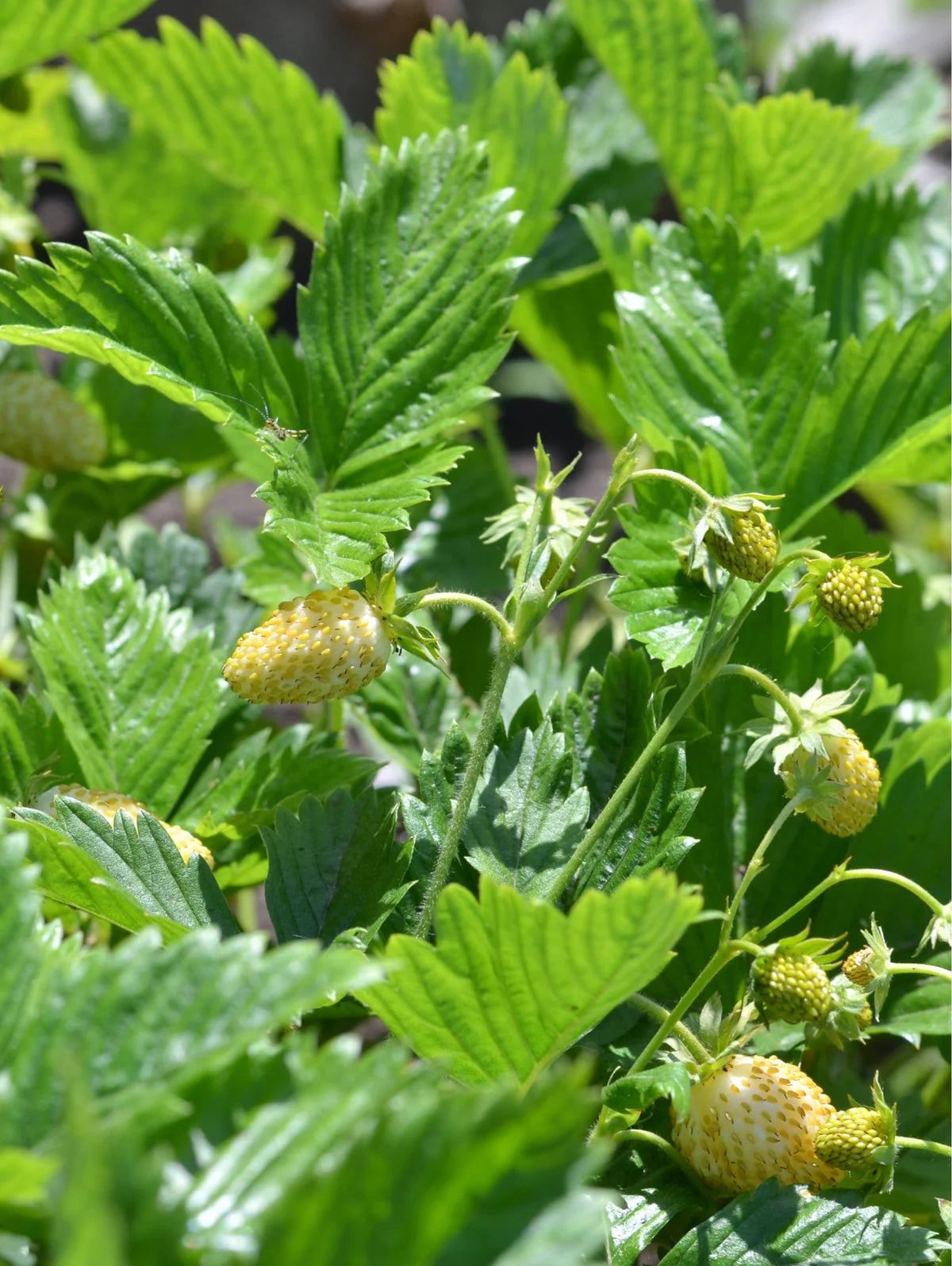 White Strawberry Fruit Seeds