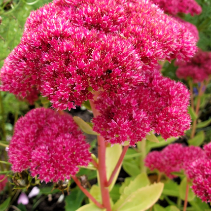 Kaiserwelle Sedum Blumensamen