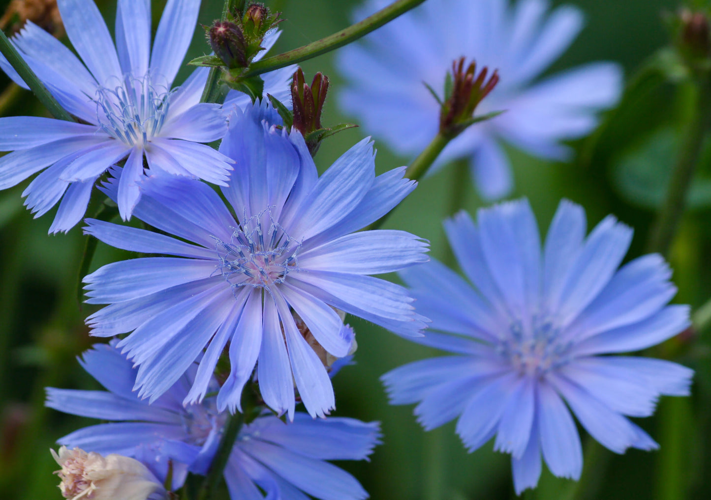 Chicory Herb Seeds