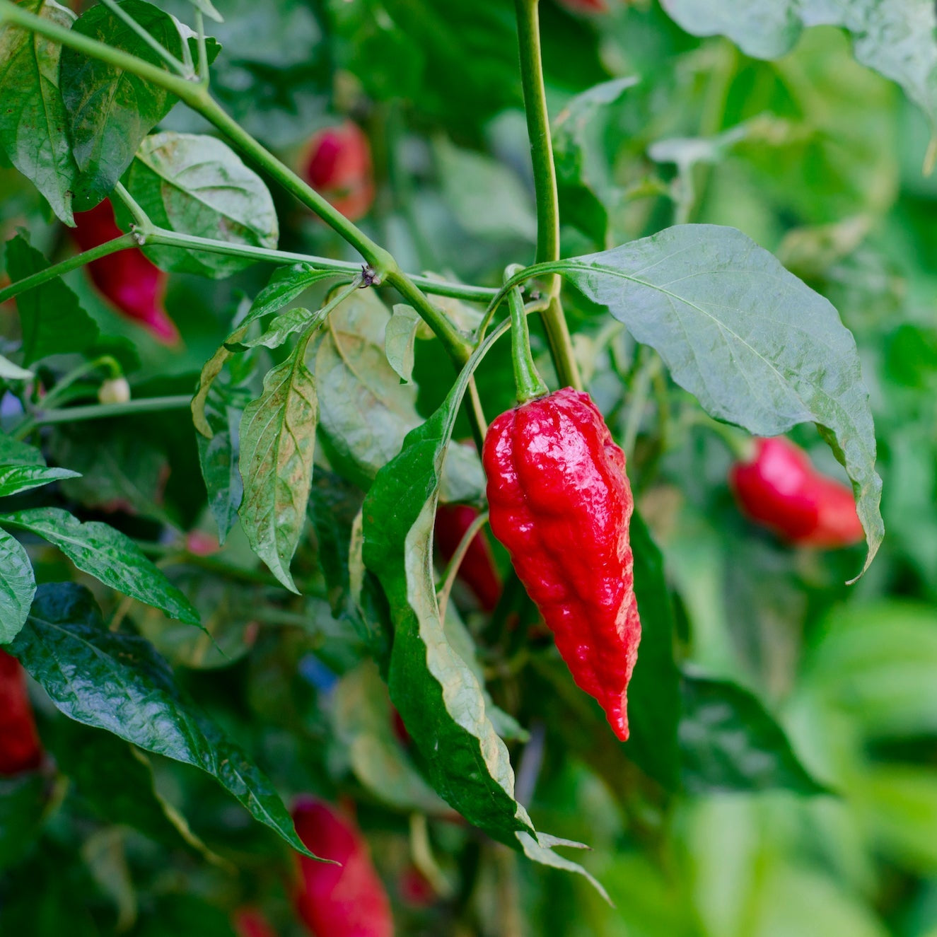 Semi di Verdura Ghost Pepper