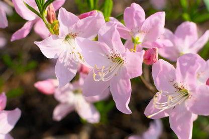 Royal Azalea Flower Seeds