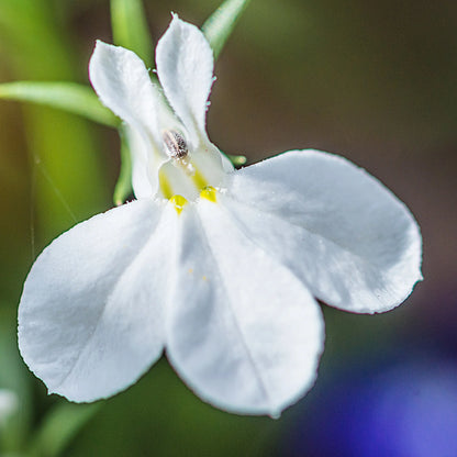 White Lobelia Erinus Flower Seeds