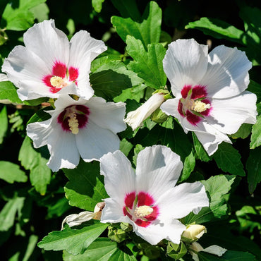 Mixed Rose of Sharon Flower Seeds