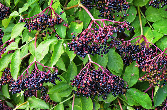 American Elderberry Sambucus Nigra Fruit Bush Shrub Tree Seeds – Nutritious Berries & Ornamental Shrub heirloom non-gmo organic garden seeds