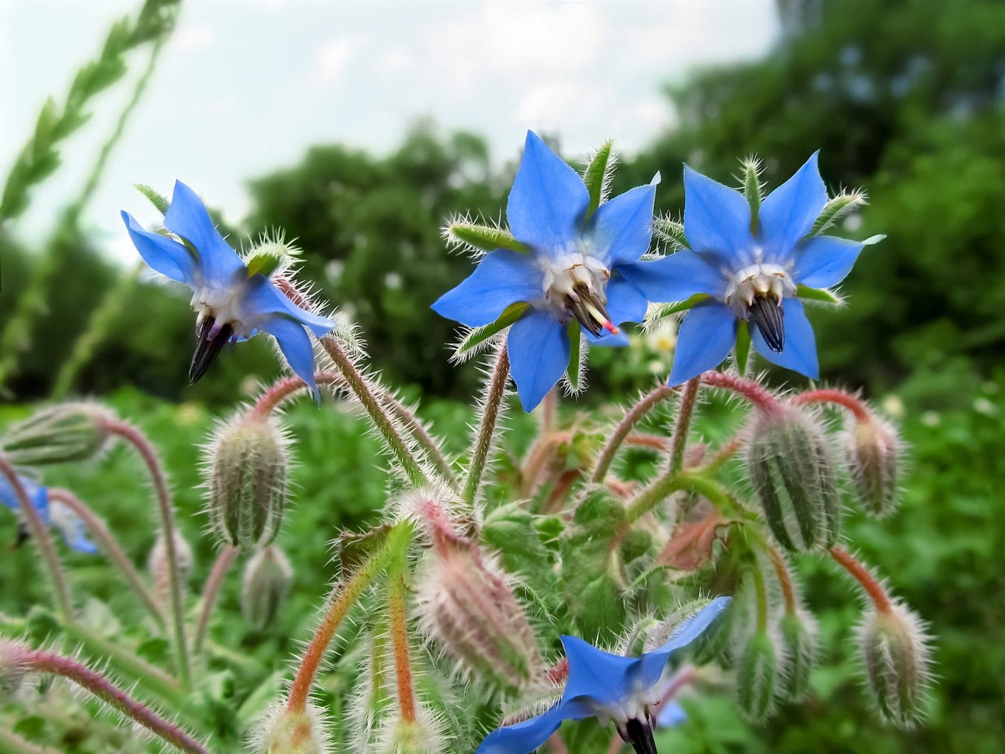 Borage Flower Seeds