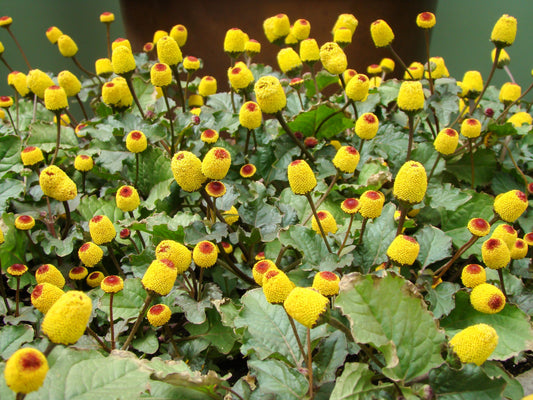 Toothache Eyeball Plant Spilanthes Oleracea Red & Yellow Flower Herb Seeds heirloom non-gmo organic garden seeds