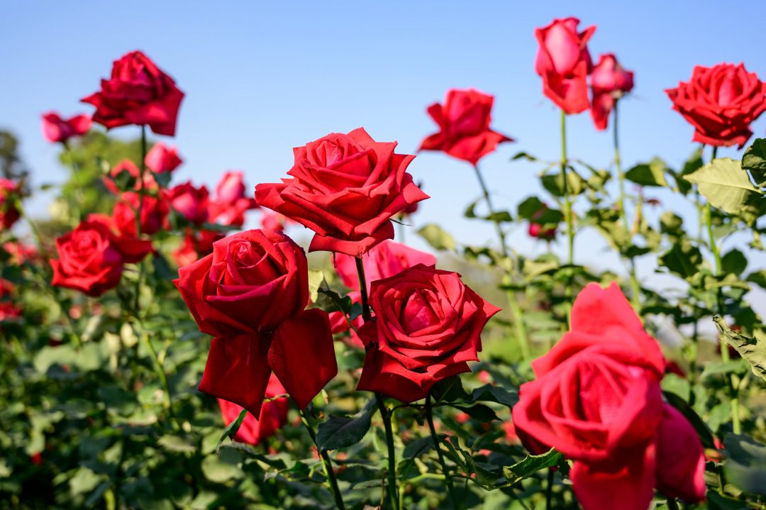 Rose (Rose Flower) seeds for planting in home garden