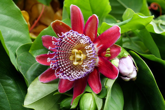 Giant Granadilla Passiflora Quadrangularis Red Passion Flower Vine Seeds Yellow Fruit heirloom non-gmo organic garden seeds